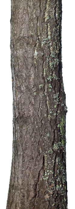 Trunk of a tree isolated on white background.