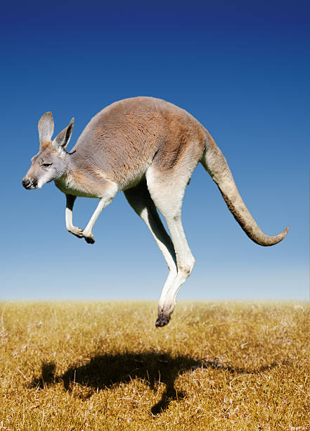 salto canguro rojo - kangaroo fotografías e imágenes de stock