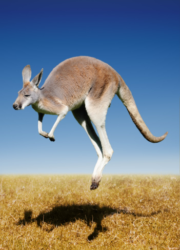 a red kangaroo jumping around in the wild