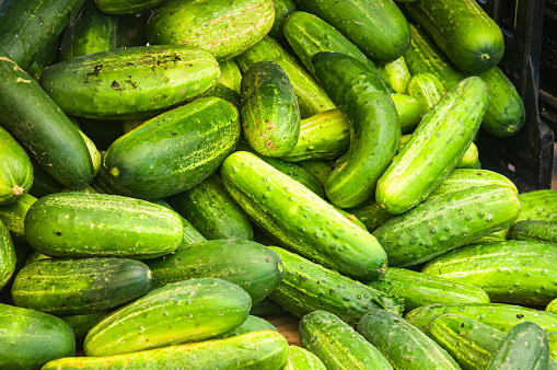 A fresh crop of cucumbers at a Cape Cod farmers market ready to be converted into delicious pickles.