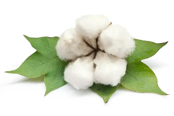 Photo of Cotton