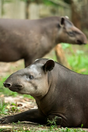 2 adult tapirs in Amazon rain forest