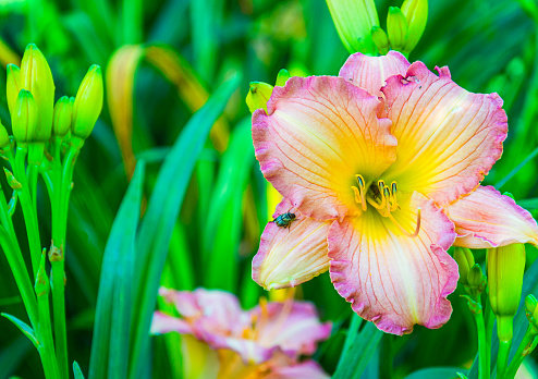 A small Japanese beetle sets up a position to attack a petal of a beautiful day lily in a Cape Cod garden