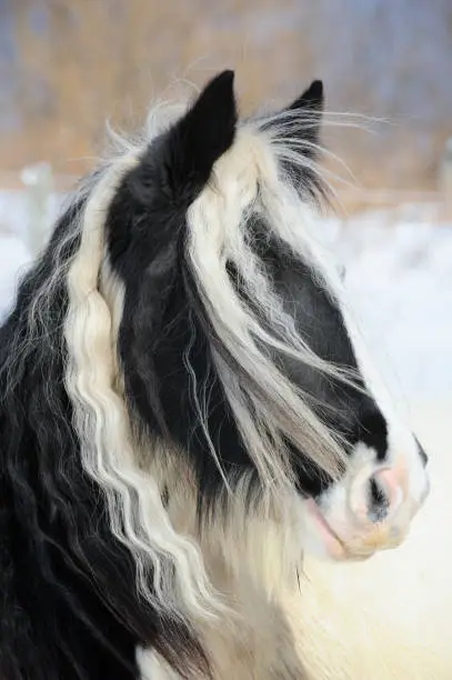 Gypsy Vanner horse head shot with long flowing mane and forelock hair of her winter coat, a purebred black and white paint purebred animal, Pennsylvania, PA, USA.