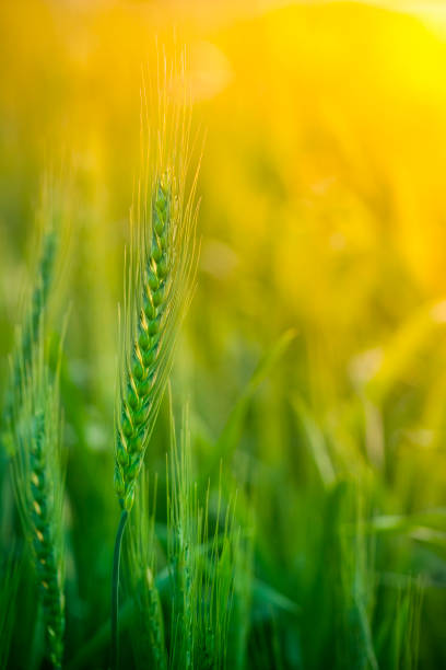 Close-up of green wheat plant