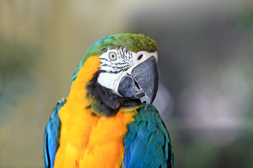 Colorful yellow and blue macaw is shown in a close-up.
