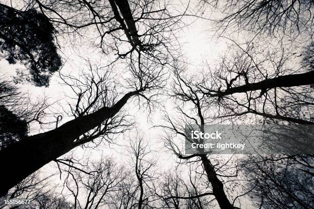 Árvores - Fotografias de stock e mais imagens de Preto e Branco - Preto e Branco, Natureza, Paisagem - Cena Não Urbana