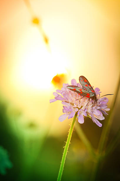 Colorful butterfly or moth on wildflower during sunset[url=/search/lightbox/4993571][IMG]http://farm4.static.flickr.com/3051/3032065487_f6e753ae37.jpg?v=0[/IMG][/url]
