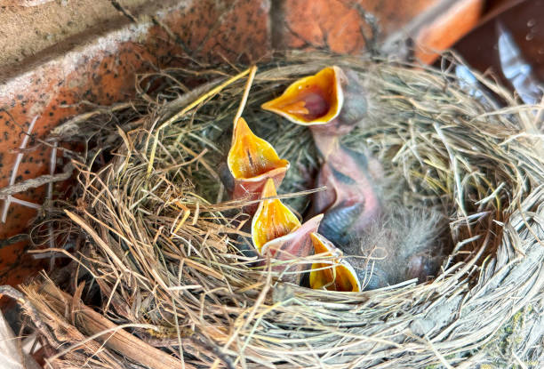 istock American robin in her nest with four baby birds 1551568096