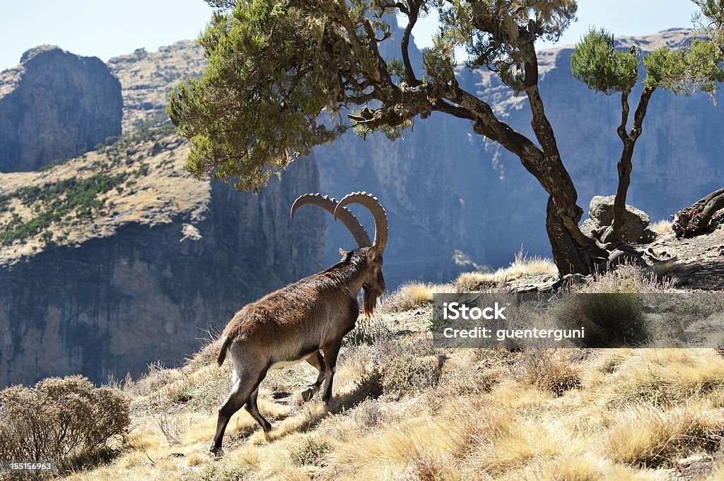 Animais selvagens raros Foto de um Walia cabra, Montanhas Simien, Etiópia - Foto de stock de Animais em Extinção royalty-free