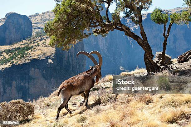 Foto de Animais Selvagens Raros Foto De Um Walia Cabra Montanhas Simien Etiópia e mais fotos de stock de Animais em Extinção