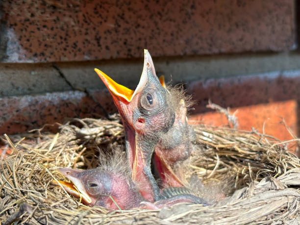 istock American robin in her nest with four baby birds 1551569678