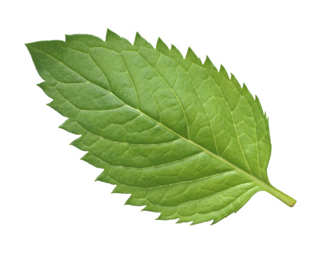 Leaf of Peppermint (Mentha piperita)