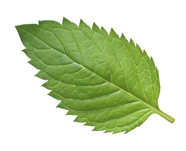 One mint leaf on a white background Leaf of Peppermint (Mentha piperita) mint stock pictures, royalty-free photos & images