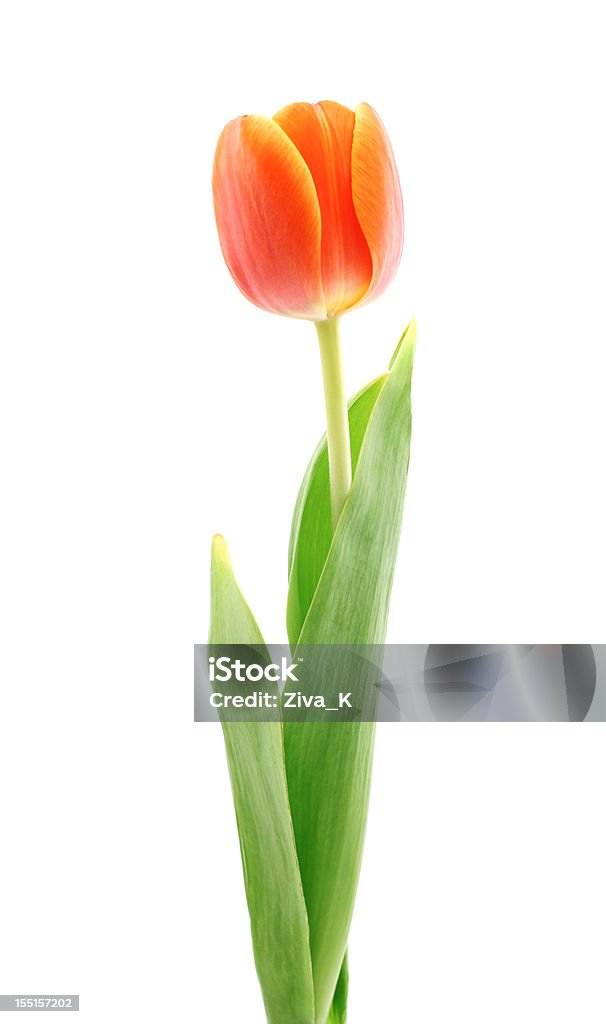 Tulipano rosso - Foto stock royalty-free di Tulipano