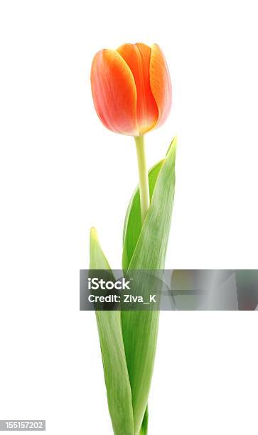 Tulipano Rosso - Fotografie stock e altre immagini di Tulipano - Tulipano, Arancione, Un singolo oggetto