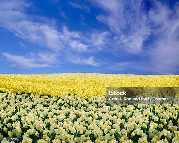 Narzissen Unter Blauen Himmel Stockfoto und mehr Bilder von Narzisse - Narzisse, Blume, Einjährig - Pflanzeneigenschaft