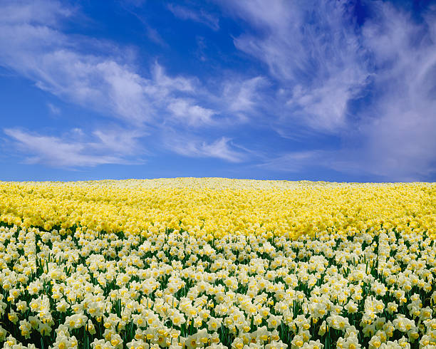 jonquilles sous un ciel bleu - spring daffodil flower sky photos et images de collection