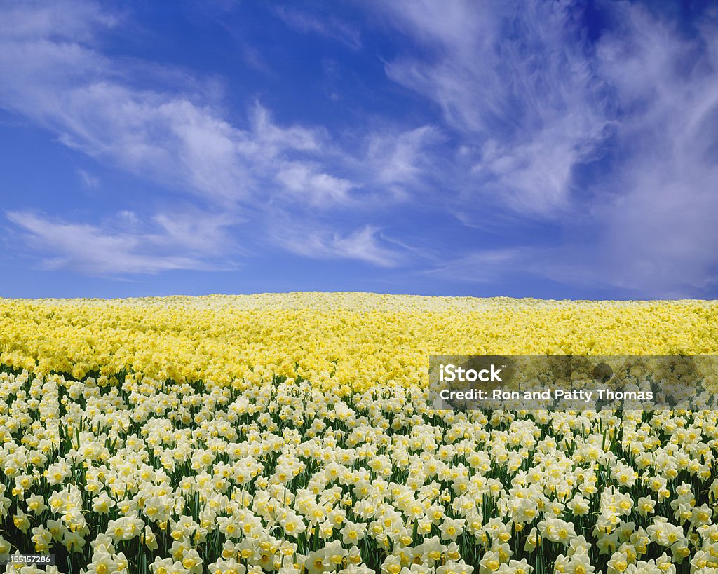 Daffodils sob um céu azul - Royalty-free Narciso - Flor Foto de stock