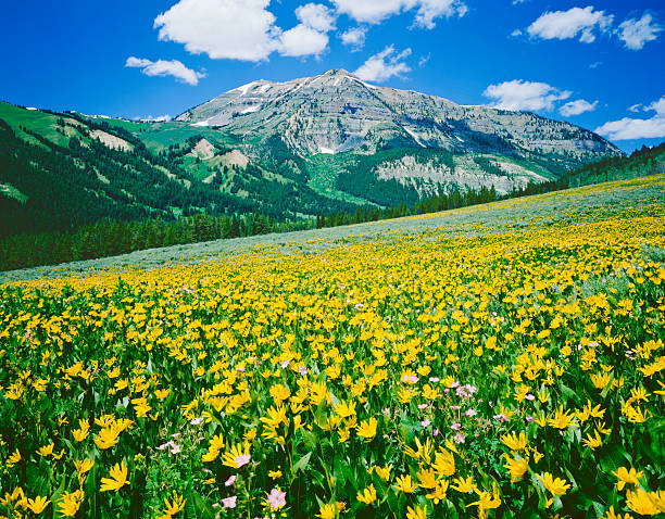 Alpine Meadow In The Rocky Mountains Near Jackson Wyoming