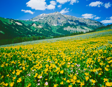 Alpine Meadow In The Rocky Mountains Near Jackson Wyoming