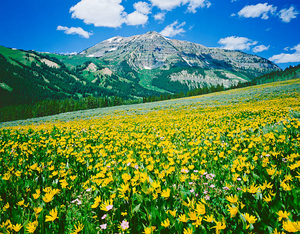 Alpine Meadow In Wyoming Alpine Meadow In The Rocky Mountains Near Jackson Wyoming balsam root stock pictures, royalty-free photos & images