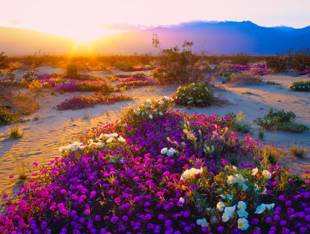 California Desert Spring Wildflowers In Anza Borrego Desert State Park, California sonoran desert stock pictures, royalty-free photos & images