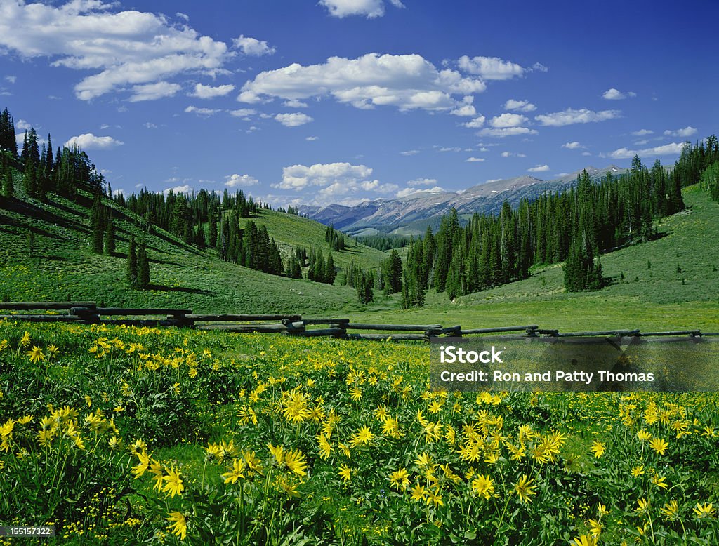 Landscape at the Alpine Meadow in Wyoming Alpine Meadow In The Rocky Mountains Near Jackson Wyoming Fence Stock Photo