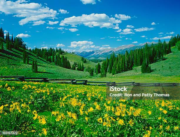 Landscape At The Alpine Meadow In Wyoming Stock Photo - Download Image Now - Fence, Flower, Hill