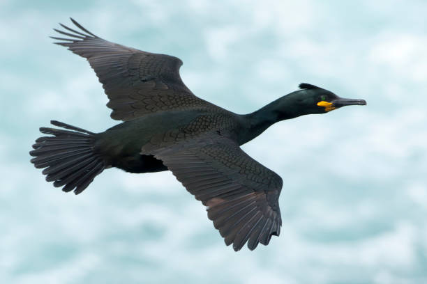 Shag flying past cliffs in the Shetland Islands.