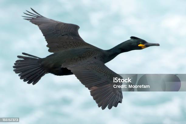 Foto de Felpudo Voando Sobre O Mar De Shetland e mais fotos de stock de Pena - Pena, Asa animal, Ave marinha