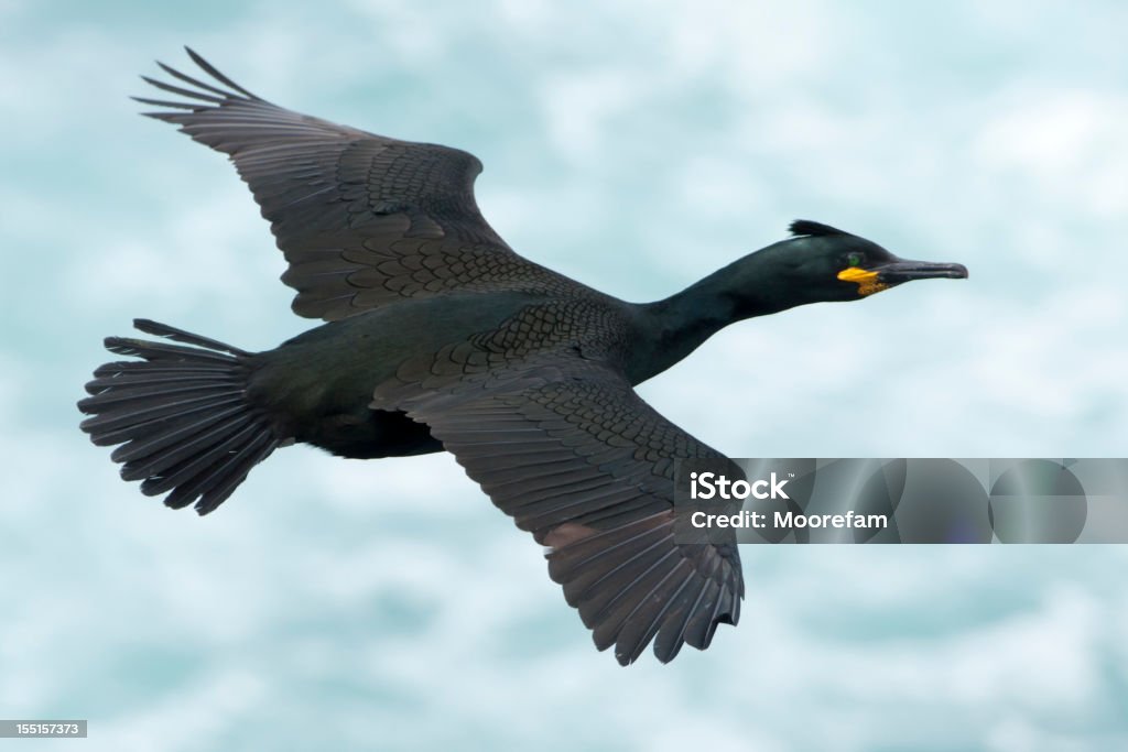 Shag, летящий над морем в Shetland - Стоковые фото Перо роялти-фри