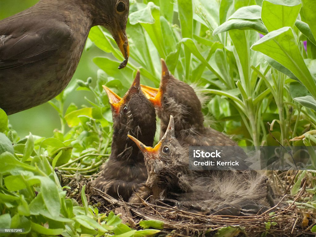 blackbird babies 13 days old and mother with worm  Young Bird Stock Photo