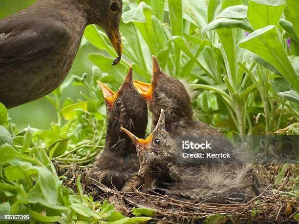 Blackbird Babies 13 Days Old And Mother With Worm Stock Photo - Download Image Now - Young Bird, Feeding, Bird