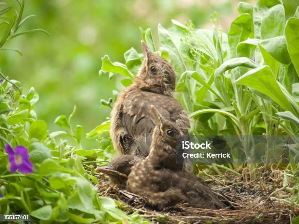 Süße Blackbird Babys 13 Tage Alt Stockfoto und mehr Bilder von Amsel - Amsel, Blatt - Pflanzenbestandteile, Drei Tiere