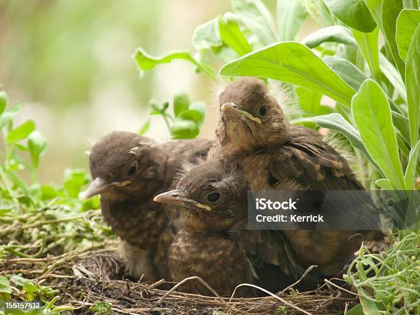 Süße Blackbird Babys 13 Tage Alt Stockfoto und mehr Bilder von Drei Tiere - Drei Tiere, Nest, Vogel