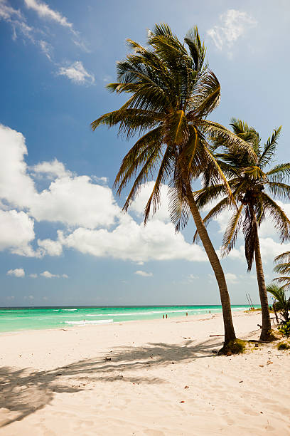 palmeras en cuba. - varadero beach fotografías e imágenes de stock