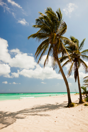 Palme trees and beach in Varadero, Cuba. Grain added.