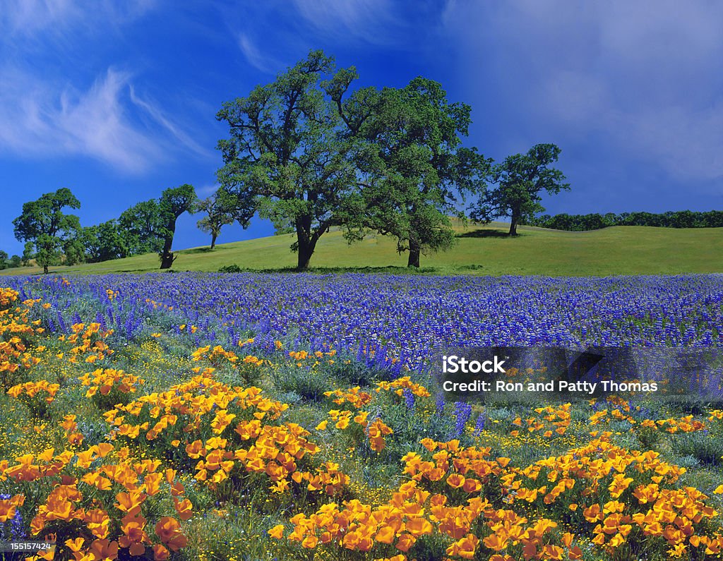 Frühling In Kalifornien - Lizenzfrei Blume Stock-Foto