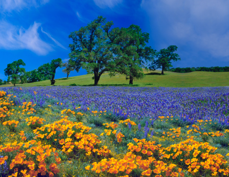 Purple Lupine And California Golden Poppies Fill A Meadow In Front Of A Green Hillside Covered With Oaks In