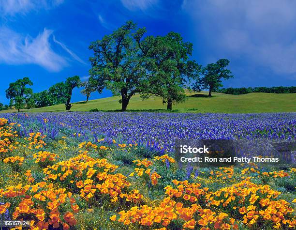 Foto de Primavera Na Califórnia e mais fotos de stock de Flor - Flor, Califórnia, Primavera - Estação do ano