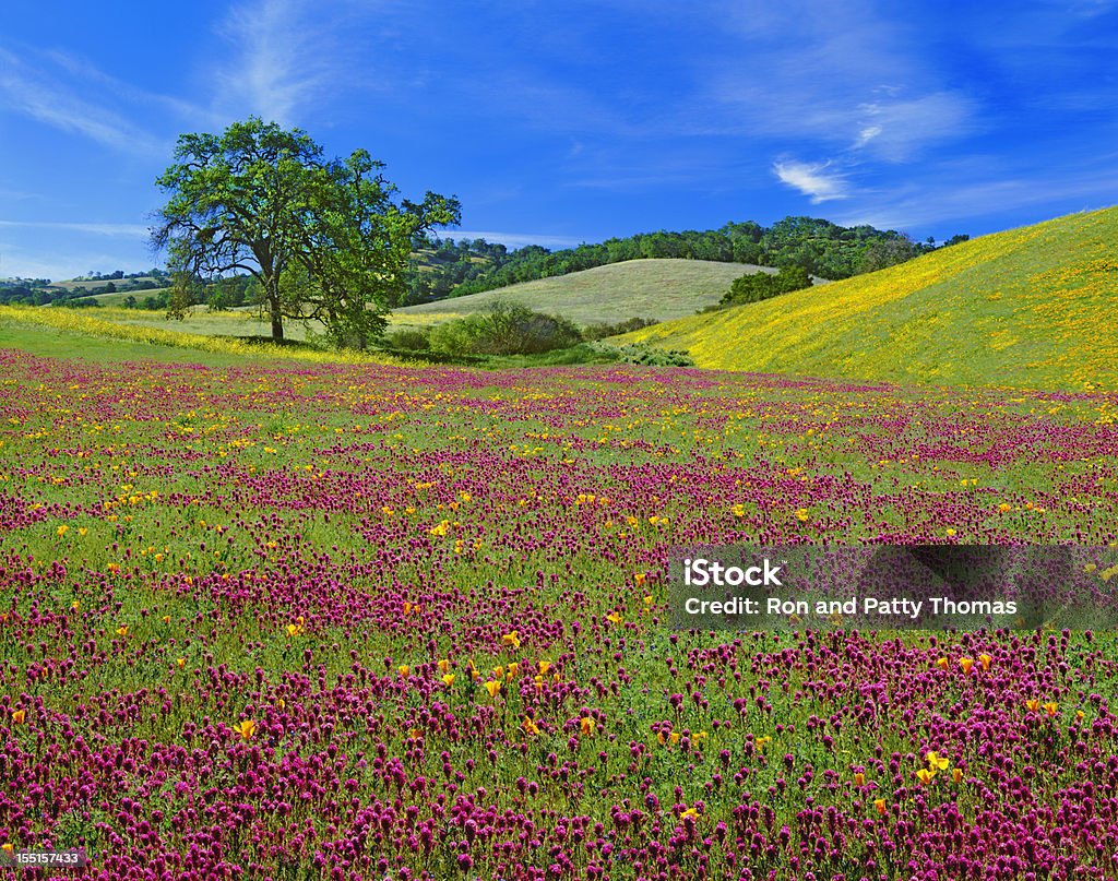 Primavera flores silvestres na Califórnia - Foto de stock de Papoula-da-Califórnia royalty-free