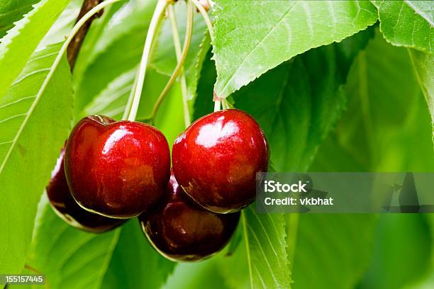 Foto de Cerejas Macro e mais fotos de stock de Cereja - Cereja, Pomar, Árvore