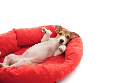 young jack russell is playing in the red cushion