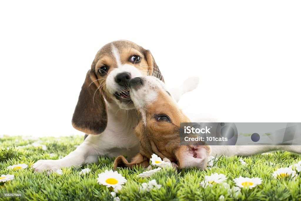 jack russell terrier e beagle - Royalty-free Beagle Foto de stock