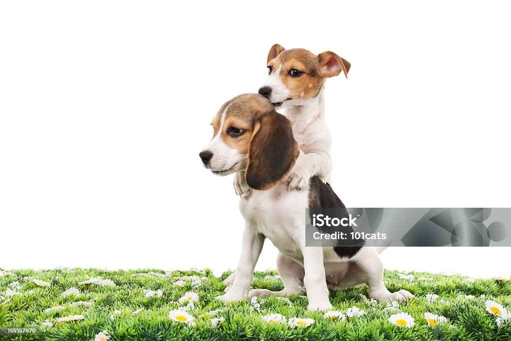 jack russell terrier and beagle little jack russell and little beagle are playing the game on grass Animal Stock Photo