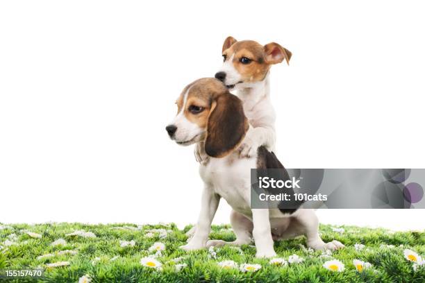 Jack Russell Terrier And Beagle Stock Photo - Download Image Now - Animal, Animal Body Part, Animal Hair