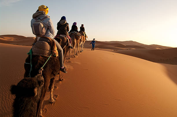 Tourists on train of camels in Sahara led by guide Anonymous guide leads camels with tourists riding into setting sun in Sahara desert. morocco landscape stock pictures, royalty-free photos & images