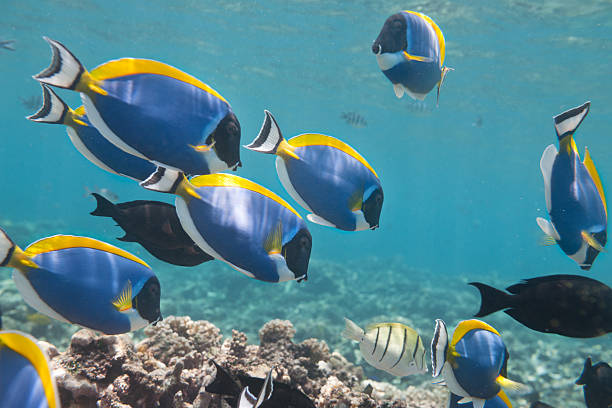 istock Blue Tang, Palette Surgeonfish (Paracanthurus hepatus) School 155157587