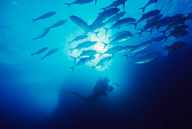 Scuba Diving Adventure stock photo